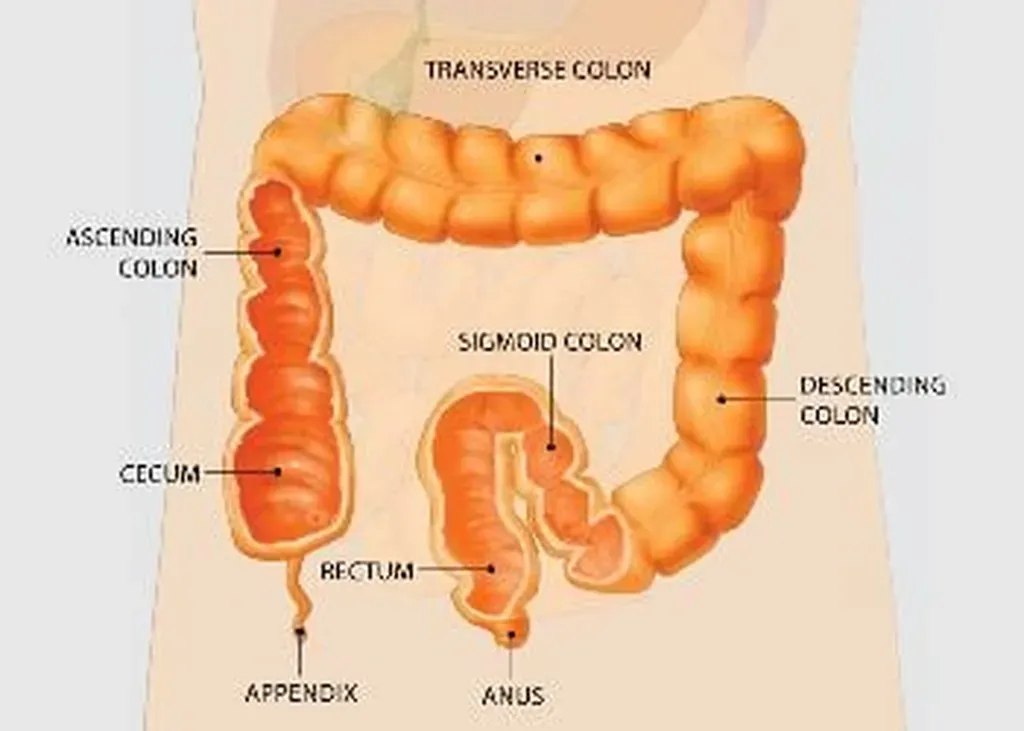 Understanding Minor Rectal Bleeding | Gastroenterology & Hepatology ...