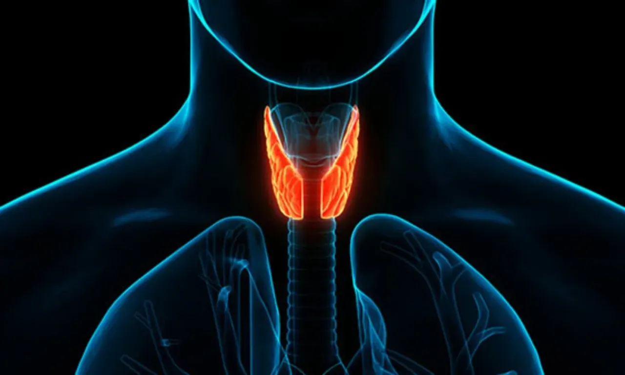 Thyroids And How They Can Affect Gut Health | Gastroenterologists ...