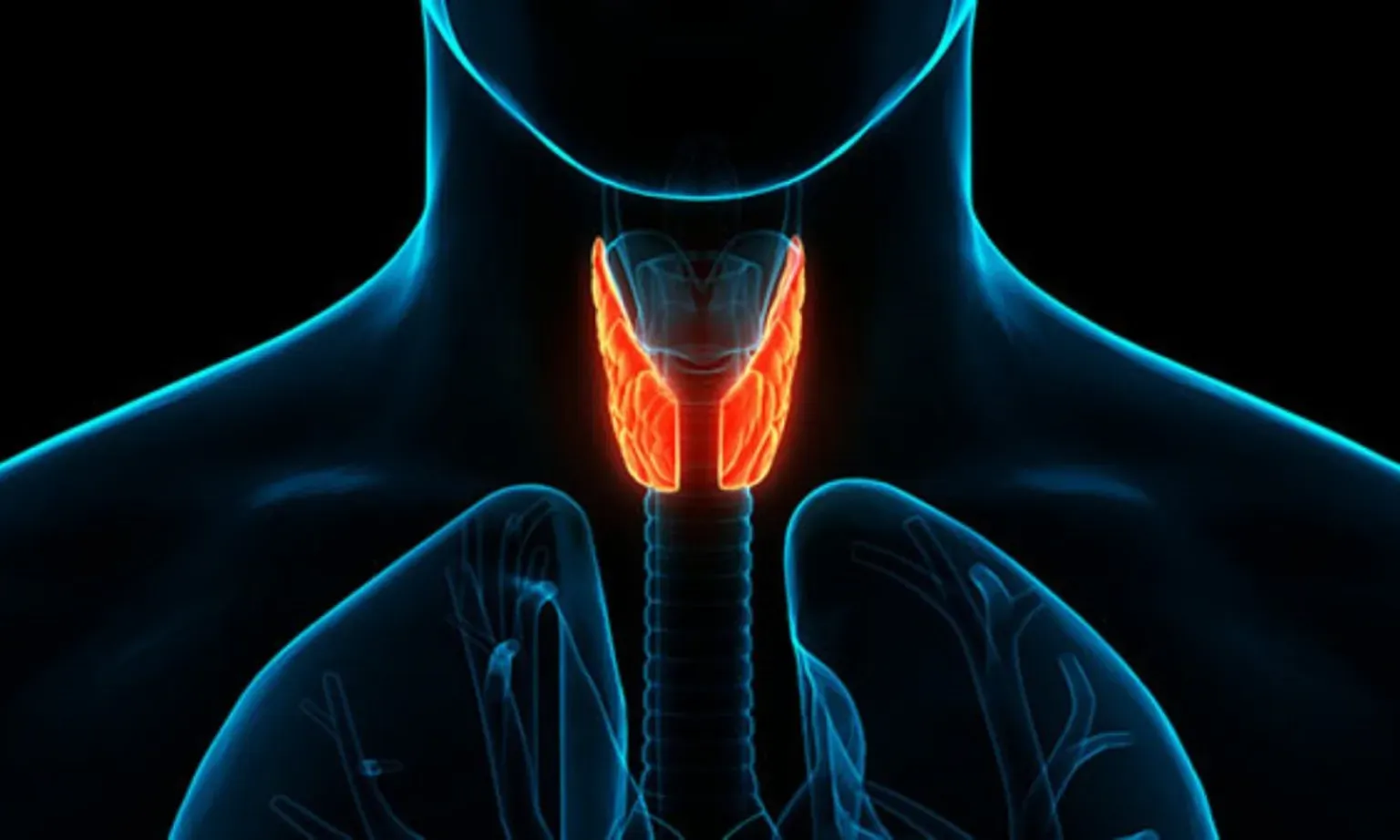 Thyroids And How They Can Affect Gut Health | Gastroenterologists ...