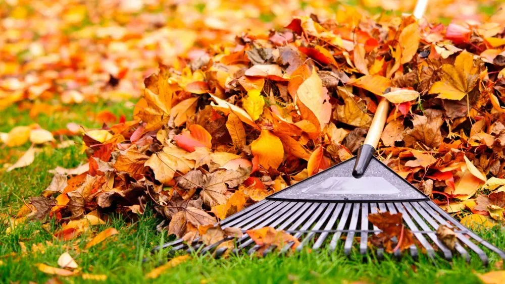 raking leaves