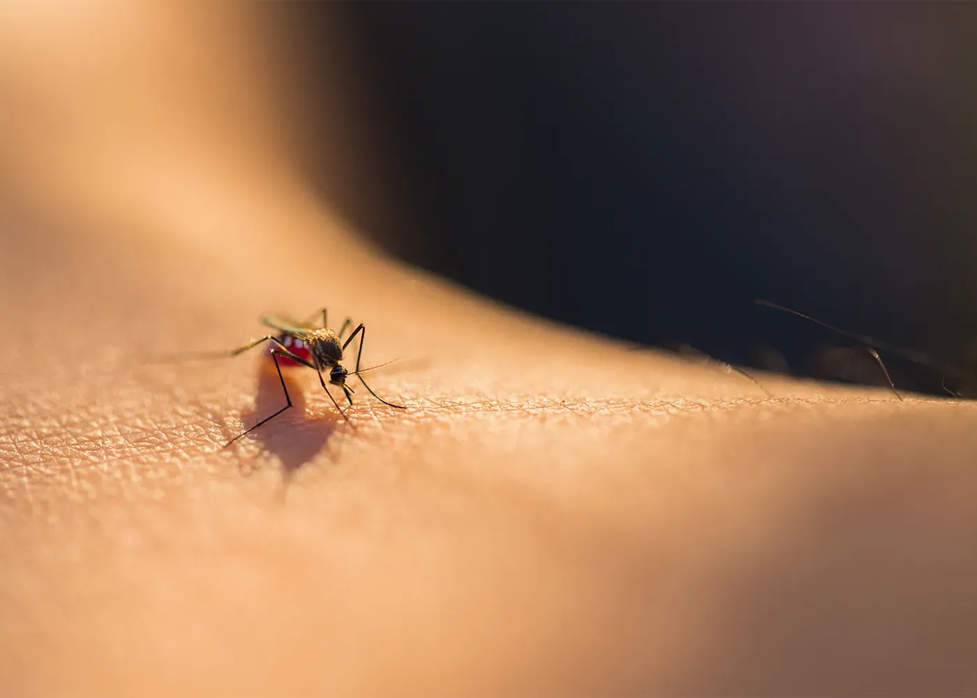 Insect Bites