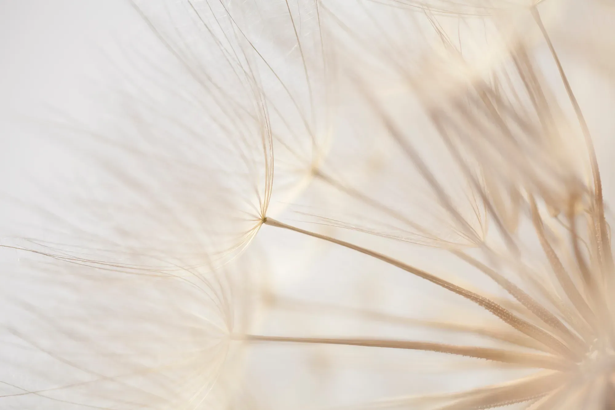 dandelion