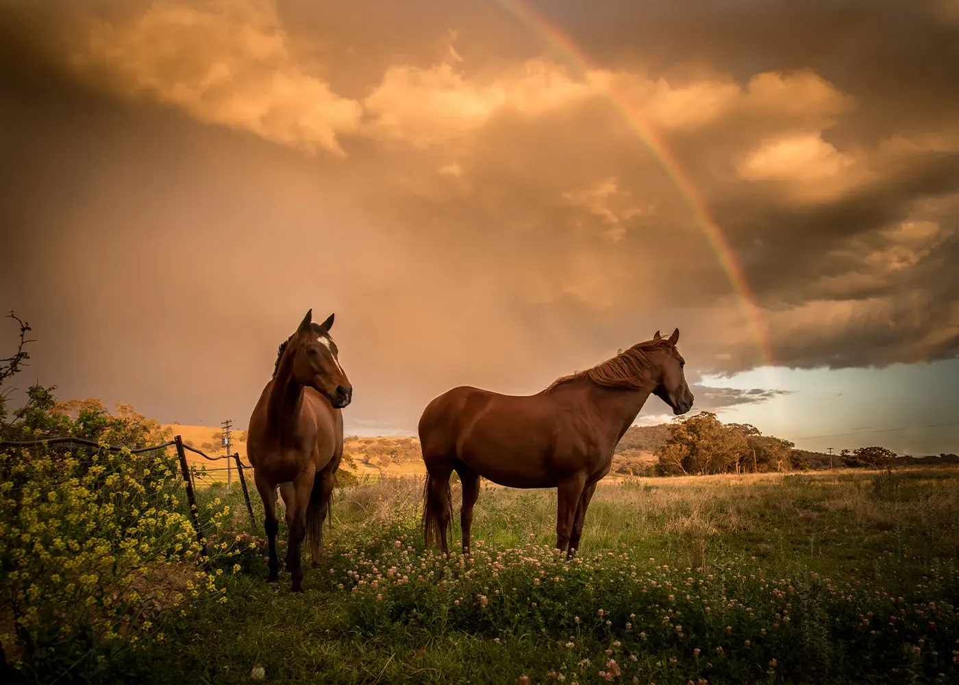 horses